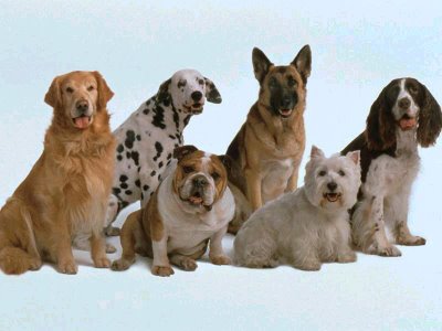 Como-elegir-la-mejor-raza-de-perro-de-acuerdo-con-tu-personalidad-Eres-tranquilo-enérgico-cariñoso-deportista-o-sedentario