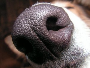Sangrado-en-la-nariz-de-las-mascotas-causas-síntomas-y-cuidados-300x228