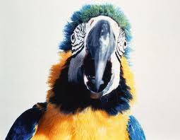 Trucos-para-aves-Cómo-enseñar-tu-papagayo-a-hablar
