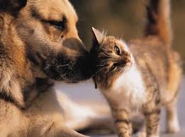 Trucos-para-facilitar-el-acercamiento-y-amistad-entre-perros-y-gatos-agresivos
