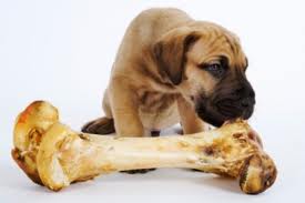 Son-seguros-los-huesos-para-los-perros-Entienda-los-peligros-de-dar-huesos-a-tu-mascota