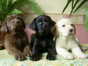 Cosas-a-considerar-antes-de-comprar-un-cachorro-de-Labrador-300x225