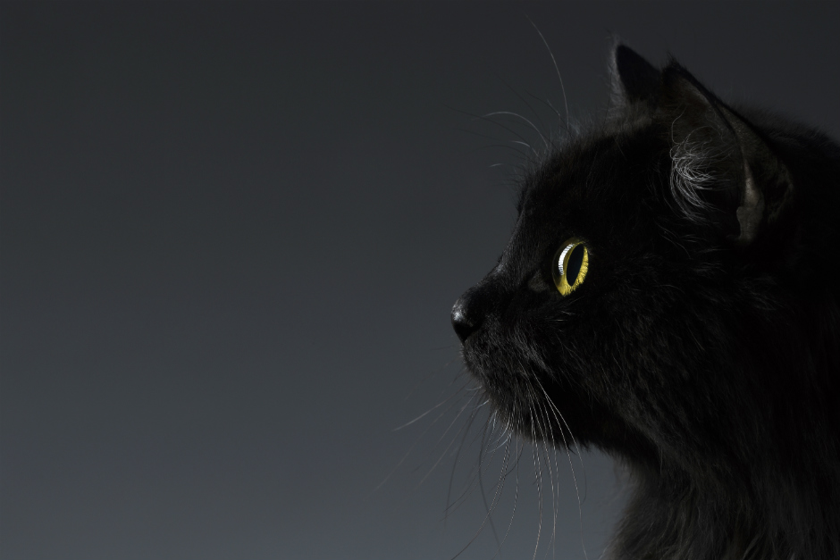 gatos-negros-falsos-mitos-y-creencias